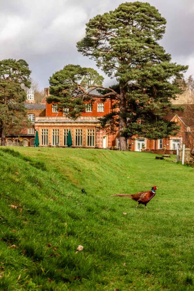 Pheasant in the grounds of Wotton House
