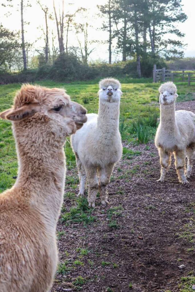 Alpacas at Panshill Leisure
