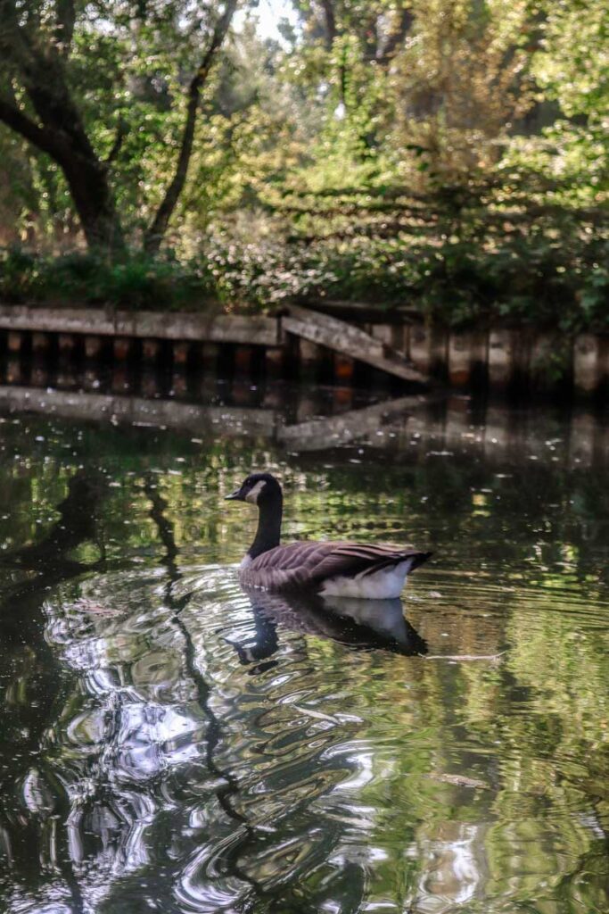 River Cherwell views